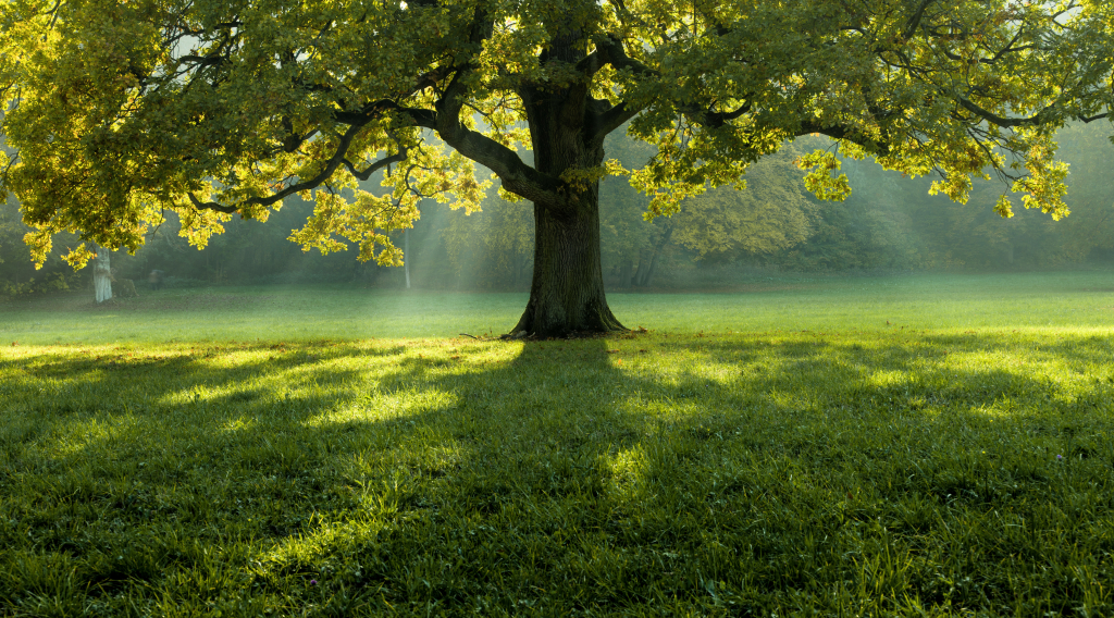 Vize-