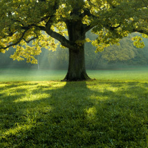 Vize-